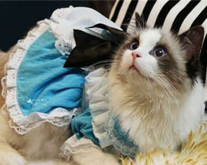 饲养猫咪要有养猫备忘录