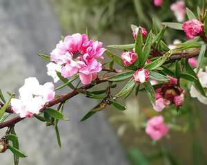 梅花