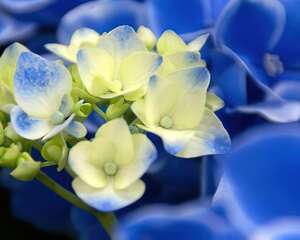 紫阳花的花语——水性杨花