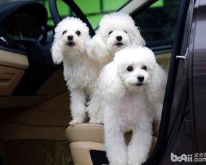 贵宾犬怎么饲养最好？贵宾犬饲养技巧