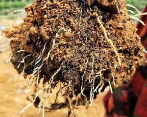 换盆掺点它，不烂根、不黄叶，根系比拇指还粗！