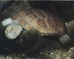 沼泽侧颈龟的形态特征