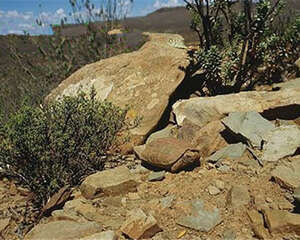 包兰格海角陆龟的形态特征