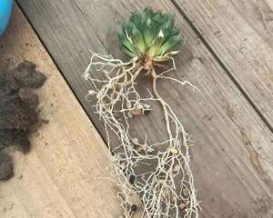 养这花不用1粒土，根系比头发还长，太牛了！