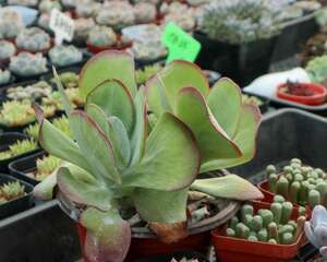 多肉唐印怎么养