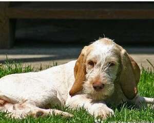 史毕诺犬的性格特点