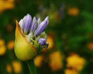 奇葩花卉之小清新系列——百子莲
