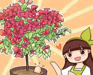 鸡蛋戳个洞，埋盆里1年不用施肥，三角梅疯狂开花！