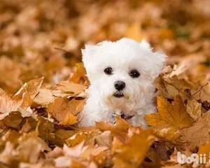 冬天养狗注意事项怎么为狗狗做好保暖措施