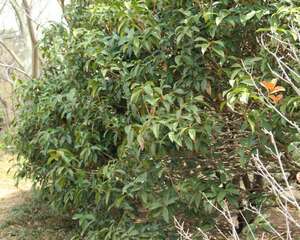 桂花哪个品种花期长