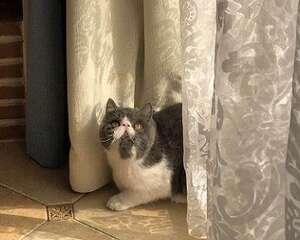 加菲猫吃了这些东西会死？家长们都需要知道的事情