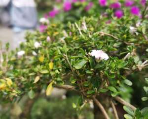 六月雪的花语和传说