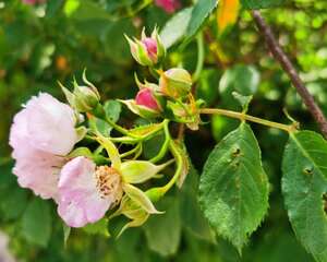 蔷薇花语是什么