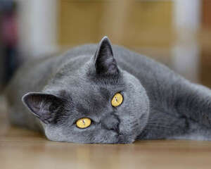 猫咪为什么能跟着音乐摇头晃脑