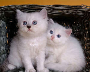 教你自制简易猫玩具