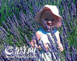 在澳大利亚看薰衣草盛开