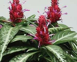 煙火花的栽种培养与管理(图)