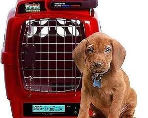 宠物托运的注意事项