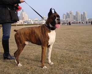 拳师犬的喂食要点