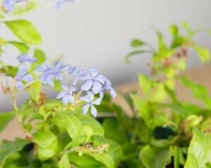 蓝雪花用浅盆栽培可以吗