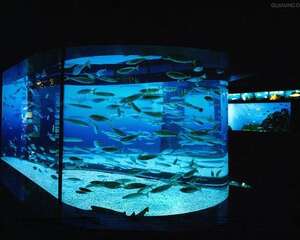 水族灯具有一些什么作用