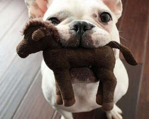 购买法兰西斗牛犬的注意点