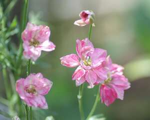 小飞燕草（千鸟草）的栽培管理技术