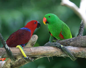 折衷鹦鹉品种简介