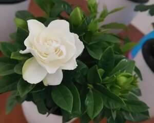 6种花，公认最难养，年年买都养不活！