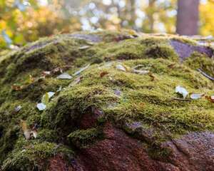挖来的苔藓怎么养，去哪挖