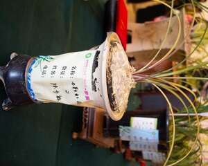 兰花开花后怎么处理