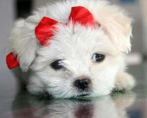 按季节给狗狗挑选最佳食物