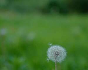 蒲公英茶和什么一起喝