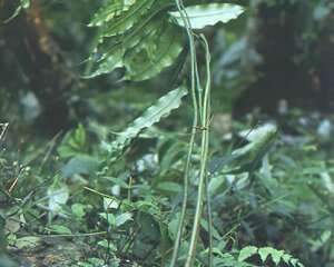 原始观音座莲(图)