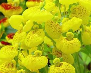 蒲包花怎么养