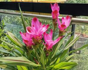 养在花盆里的荷花，越热越开花，1朵能开1个月！