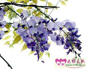 紫藤花的花语：醉人的恋情