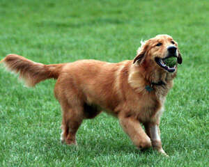 被无谷粮抛弃的“谷物”