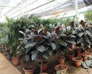 橡皮树怎么施肥