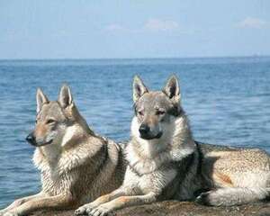 世界最贵的狗狗排行榜，你认识哪些？