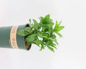 铁筷子怎么繁殖，什么时候种