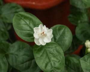 茉莉花冬天养，盆里放几粒小东西，保暖效果好，来年嫩叶…
