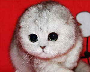 苏格兰折耳猫有哪些遗传疾病