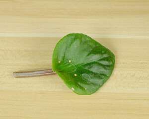 非洲堇烂叶子怎么办