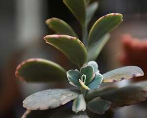 玉吊钟（蝴蝶之舞）Kalanchoe fedtschenkoi ‘Rosy Dawn’