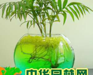 水晶泥在花卉栽培中的应用