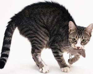 猫咪恐惧时候会有什么表现