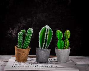 如何延长仙人球的花期