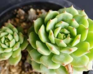玫瑰莲【Echeveria ‘Derosa’】