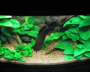 高温下水草缸的维护技巧